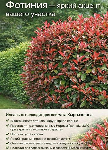 Другие садовые цветы и кустарники: Https://t.me/blooming_garden_kg Редкие и эффектные декоративные — 24