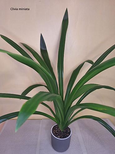 Другие комнатные растения: #Аллоказии/Сингонеумы/ Прочее-Домашние - Адаптированные!!! — 3