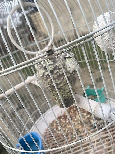 qefəs: Növ: Nimfa (cockatiel) – xallı rəngli Təsvir: - Ağımtıl-boz xallı — 6