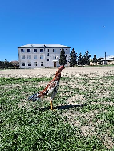 Xoruzlar: Sahibləndirilir — 5