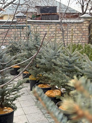 Ель: Продается ёлки(голубые/зеленые/тянь-шаньские ели) -местные at lalafo.kg — 5 Ель: Продается ёлки(голубые/зеленые/тянь-шаньские ели) -местные — 5