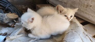 скотиш фолд шотланская вислоухая 1 месяц деврчка серый: Пара очаровательных котят белого окраса. Один котенок смотрит прямо в
