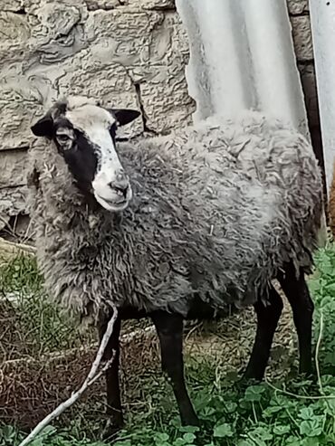 qurbanlıq qoyun: Salam.tecili ramanov qoyunu satilr,3 cü qarina boğaz.dehşet bala