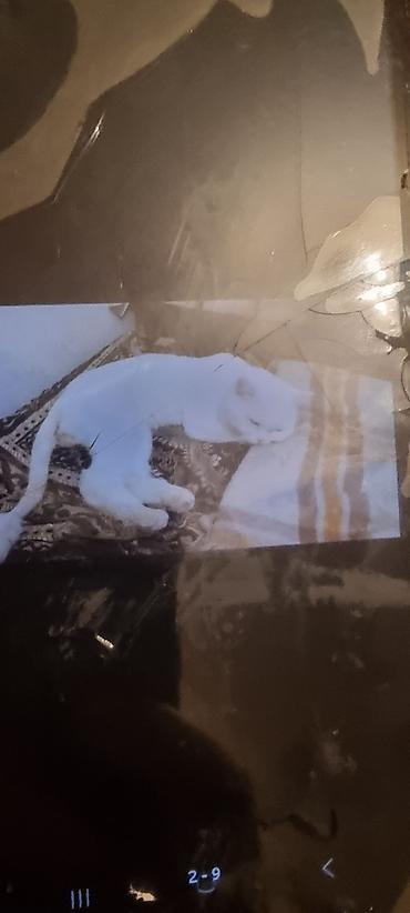 Pişiklər: Ev pişiyi – müxtəlif rənglərdə - Rənglər: tünd boz (mavi tonlu), ağ — 4