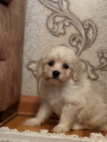 İtlər: Bişon Frize — 5