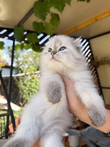 кошка потеряна найдена в бишкеке: Скотиш Фолд (Шотландская вислоухая), 2 месяца, Девочка, Серебристая шиншилла, Приучена к лотку, Проглистована, С документами — 8