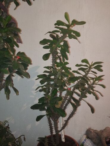 большие комнатные цветы: Крупные комнатные растения — молочай Милей (Euphorbia milii, «Корона