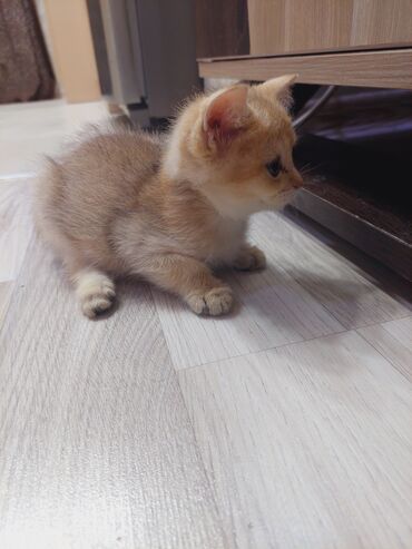 Pişiklər: Şotland, Dişi, Yaxşı əllərə, Ünvandan götürmə — 7