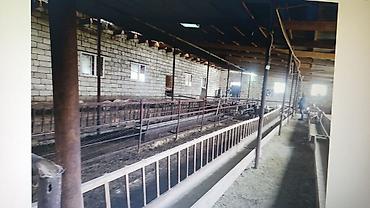 mida yasamal da ev satılır: FERMA HAZIR ISTIFADEYE YARARLI HEC BIR XERC TELEB ETMIR UMUMILIKDE 4 — 5