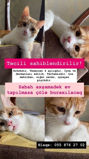 отдам щенка в добрые руки: Sahiblendirilir, erkekdi. Butun dermanlar ve iyneler vurulubdu. Lotoka