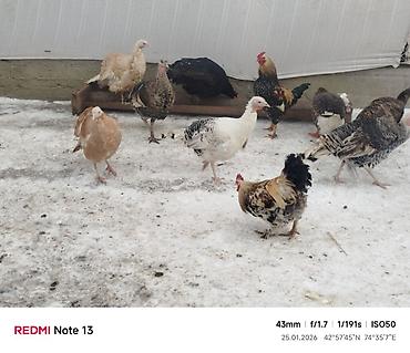 Индюки: Продаю | Индюк (самец) | Для разведения | Племенные — 6