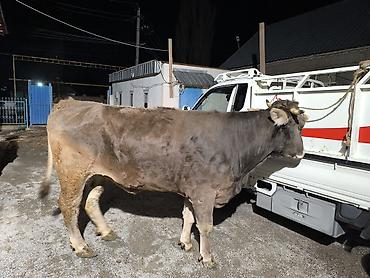 Коровы, быки: Продаю | Бык (самец) | На откорм | Привязанные — 3