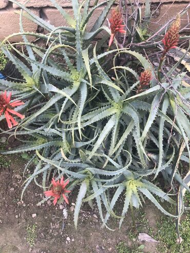 Ингаляторы, небулайзеры: 20 illik Aloe müalicevi əhəmiyyət daşıyır kosmetik vasitə kimi