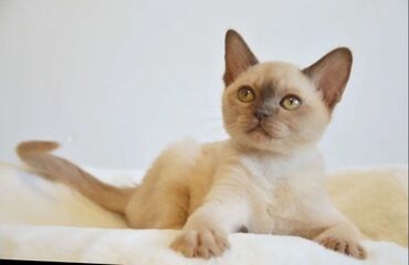 каракал кот: Продаются,Европейской бурмы котик шоколадного окраса,с настоящим
