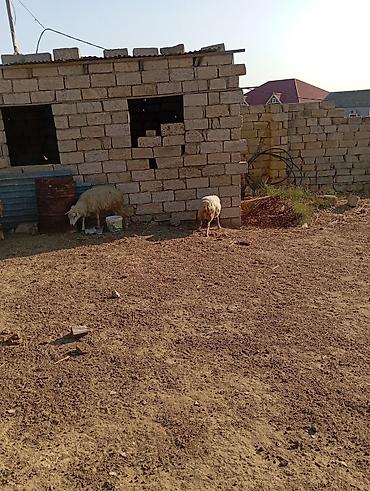 quzu qiyməti: Dişi, il: 3, 60 kq, Damazlıq — 5