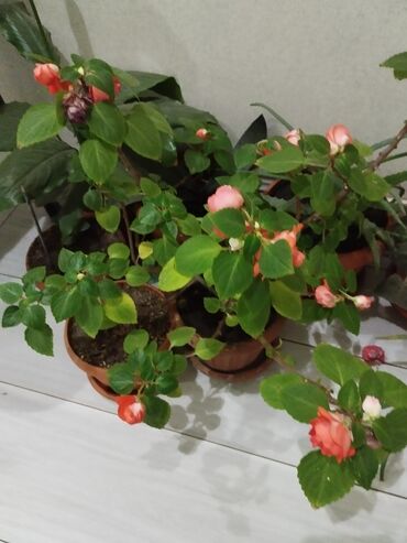 Комнатные растения: Продается комнатные цветытел