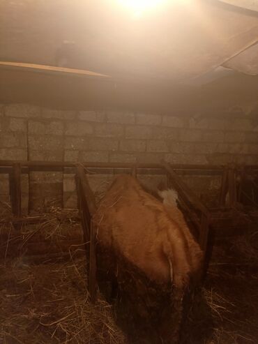 Inəklər, öküzlər: Dişi, il: 3, Ətlik, Ünvandan götürmə — 6