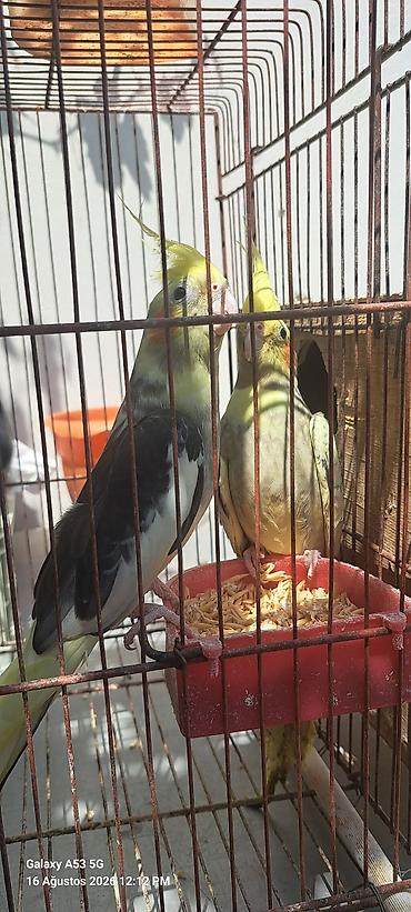 qus sesleri: Nymph paraketləri (Kakadututu) – cüt - Növ: Nymph paraket (cockatiel) — 2