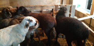 Бараны, овцы: Продаю | Баран (самец) | Полукровка | На забой, Для разведения | Кастрированные, Осеменитель