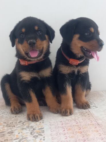 it remeni: Rotveyler, 2 ay, Erkek, Peyvəndli, Ünvandan götürmə