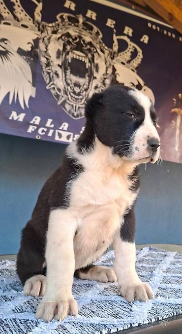 Psi: Psi na lalafo.rs — 10 Psi: Psi — 10