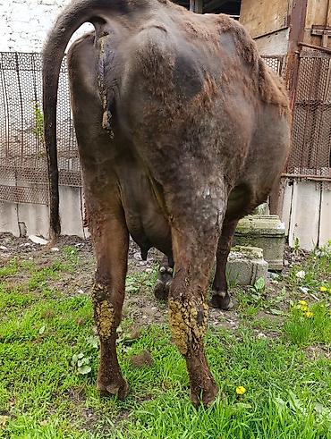 Коровы, быки: Продаю | Корова (самка) — 20