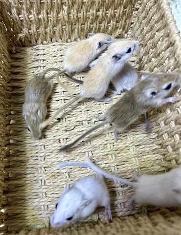 Хомяки: Продаются хомячки джунгарские, сирийские, ангорские пушистые хомячки — 24