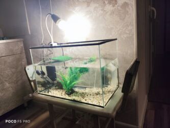 рыбы ош: Отдам готовый живой уголок для дома, есть всё необходимое, а именно