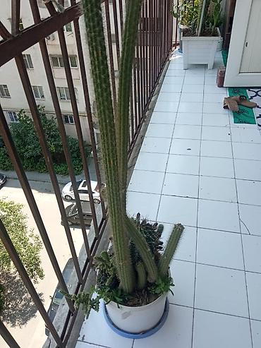 kaktus növləri: Uzun, sütunvari kaktus kompozisiyası – iri dibçəkdə - Bitki növü — 1