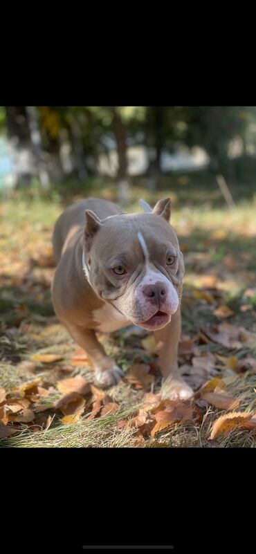 Продажа собак: Американский булли, 1 месяц, Самец, С родословной, С прививкой — 19