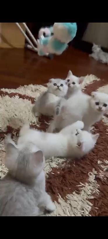 silver sinsilla: Şinşilla, Ünvandan götürmə — 2