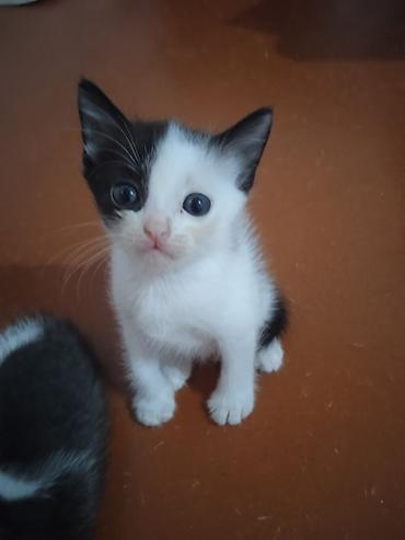 кот сфинкс: Котята, короткошёрстные, домашние. - Возраст: очень маленькие, уже — 5