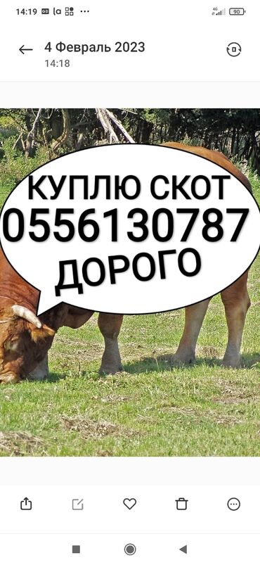 скот продажа: Куплю | Коровы, быки, Лошади, кони | Круглосуточно, Любое состояние, Забитый