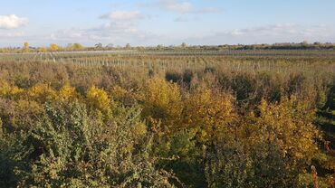 Torpaq sahələrinin satışı: 1000 sot, Kənd təsərrüfatı, Makler, Kupça (Çıxarış) — 5