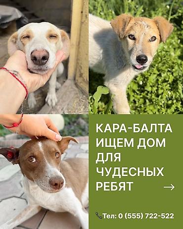 эркек ит: Кара-Балта. Ищем дом для чудесных собак. 1) Ириска - Стерилизована — 1