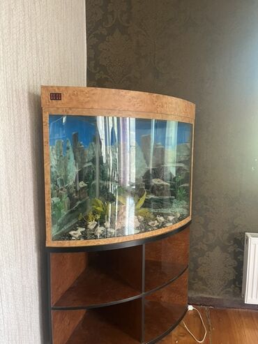 Akvarium aksessuar və ləvazimatları: Böyük dekorativ akvarium və alt şkaf dəsti - Ön paneli qövsvari şüşə