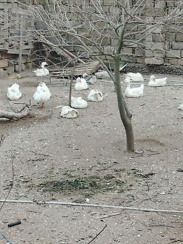 ordəyi: İnkubasiya üçün nəzərdə tutulmuş linda yumurtaları təklif olunur — 4