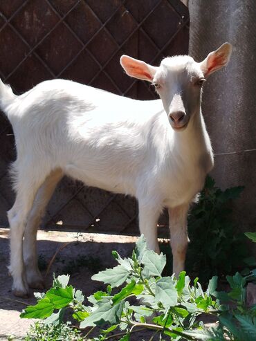 нубийский козы: Продаю | Коза (самка), Козлёнок | Зааненская | Для разведения, Для молока