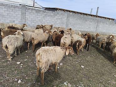 Баран, овца: Продаю | Овца (самка) | Для разведения | Матка — 11