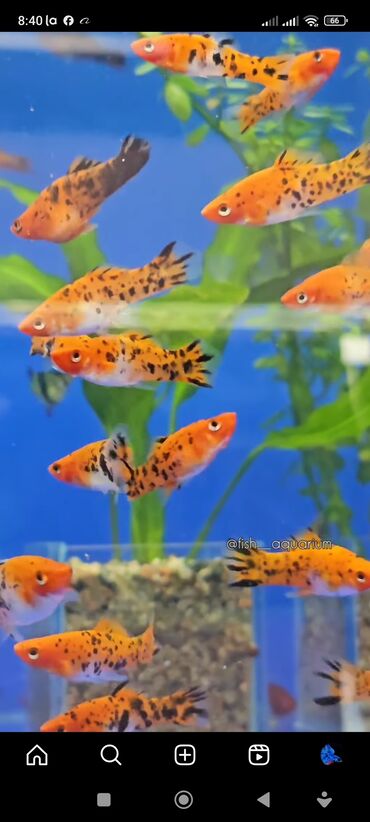 креветки аквариумные: Более 40 видов рыб. Аквариумные рыбки. Гуппи Цихлиды Золотые рыбки