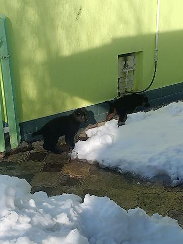 Продажа собак: Продаются щенки чистый немецкий овчарки воз 1 месяца только званиит — 6