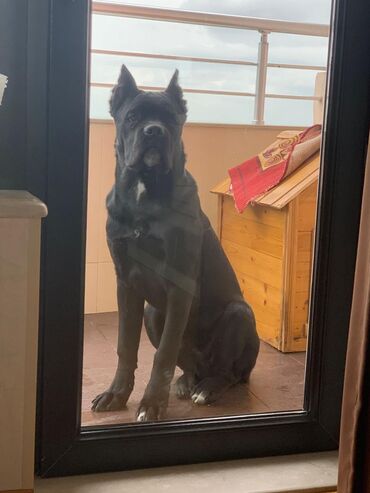 İtlər: Kane-Korso — 28