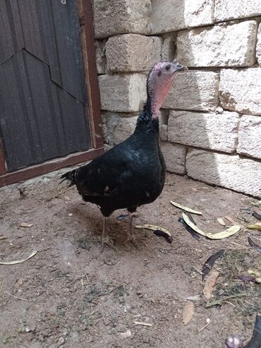 yumurtaliq toyuq satisi: Dişi, Kanada, Yumurtalıq