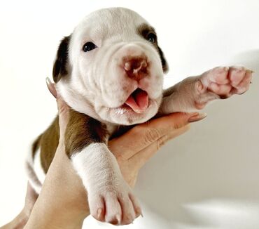 Собаки: Родились 1.06.2024. (питбуль) — крепкая собака среднего размера с
