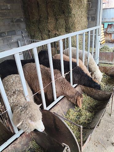 Баран, овца: Продаю | Овца (самка) | На забой — 17