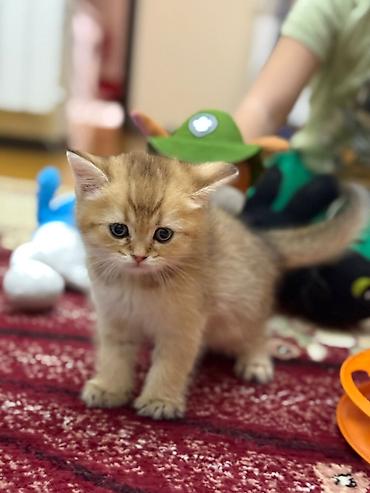 Pişiklər: Qızıl şinşilla, Erkək — 1