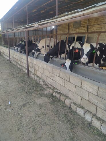 simmental ineklerin satisi: Malar satılır hamısı bir yerde kom veziyede cidi niyeti olan zəng