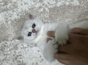 Pişiklər: Şinşilla, Erkək, Yaxşı əllərə, Ünvandan götürmə — 2