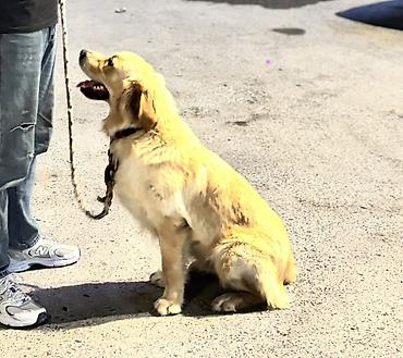 goldun: Retriever, 2 il, Erkək, Peyvəndli — 4