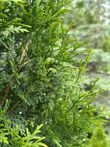 Декоративные цветы: 🌿 Сапаттуу көчөттөр Ноокаттан! Европадан алып келинип, өзүбүздүн — 3